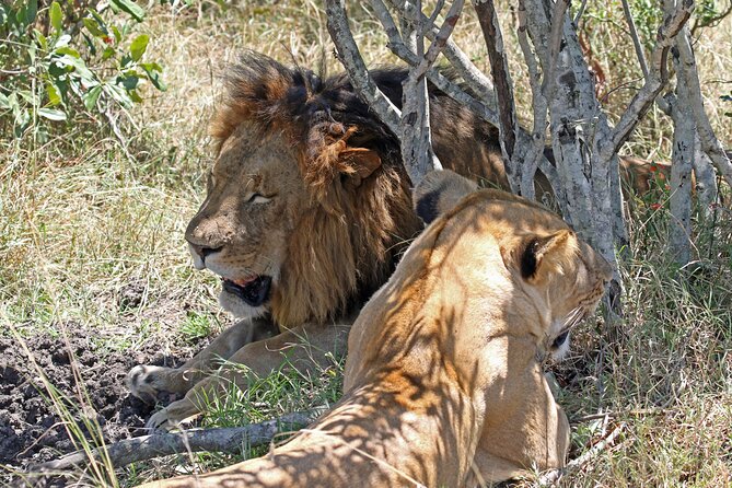 Half-Day Nairobi National Park Private Tour with admission - Who will get the most from this safari