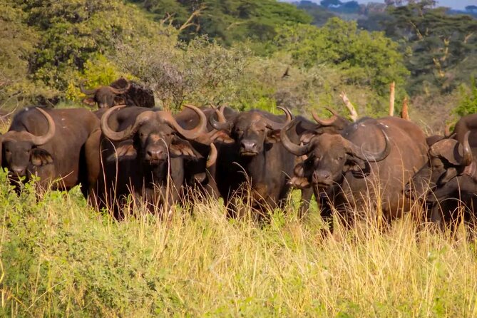 Half-Day Nairobi National Park Private Tour with admission - What to clarify before departure