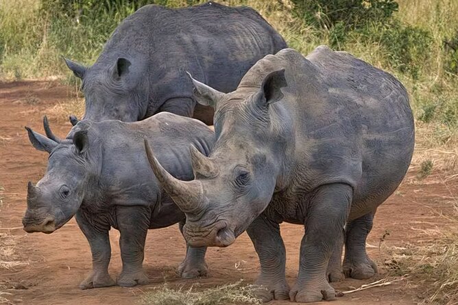 Half-Day Nairobi National Park Private Tour with admission - What you might see inside the park