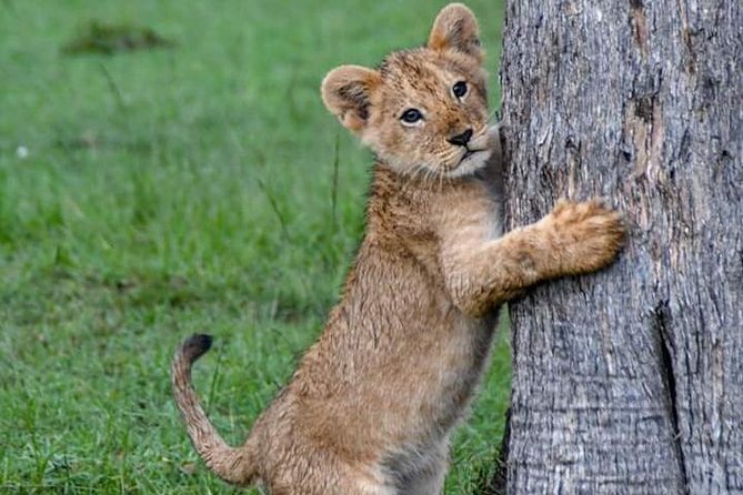 Half-Day Nairobi National Park Safari from Nairobi with Free Pickup - Why Nairobi National Park works so well for a short safari