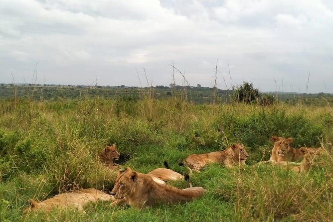 Half-Day Nairobi National Park Safari from Nairobi with Free Pickup - What the $44.16 price really buys you