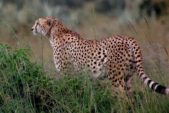 Half-Day Nairobi National Park Safari from Nairobi with Free Pickup - How this safari compares with longer Kenyan trips