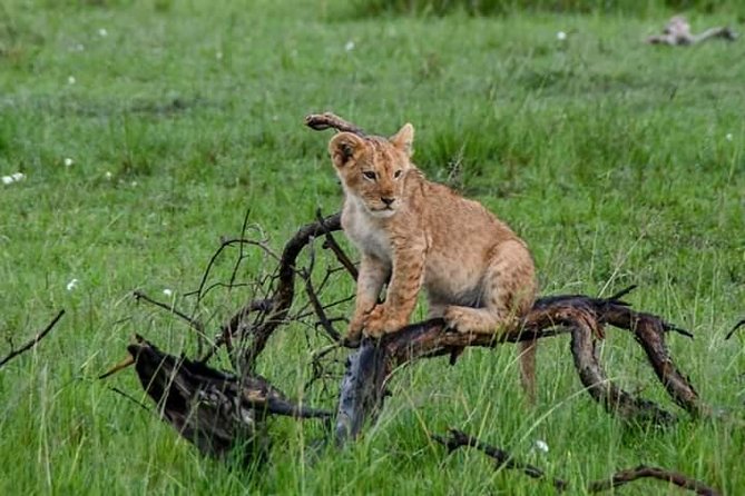 Half-Day Nairobi National Park Safari from Nairobi with Free Pickup - Who should book this half-day safari?