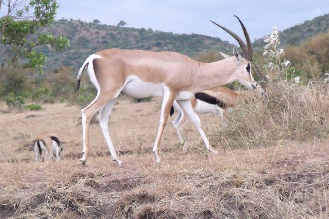 Half-Day Nairobi National Park Tour from Nairobi - Starting at 6:00 am from your hotel or airport