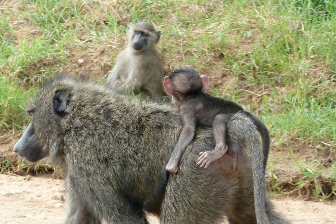 Half-Day Nairobi National Park Tour from Nairobi - Three hours searching for rhinos, lions, and birds