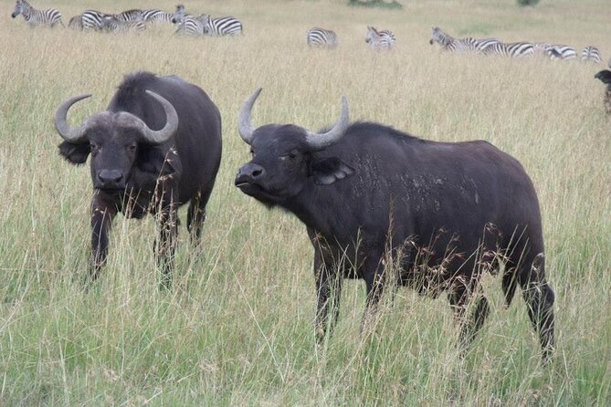 Half-Day Nairobi National Park Tour from Nairobi - Who will enjoy this half-day safari