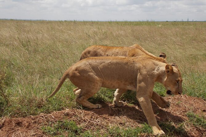 Half day Nairobi National Park Tour & Sheldrick Elephant Nursery - Three hours among lions, rhinos, and city views