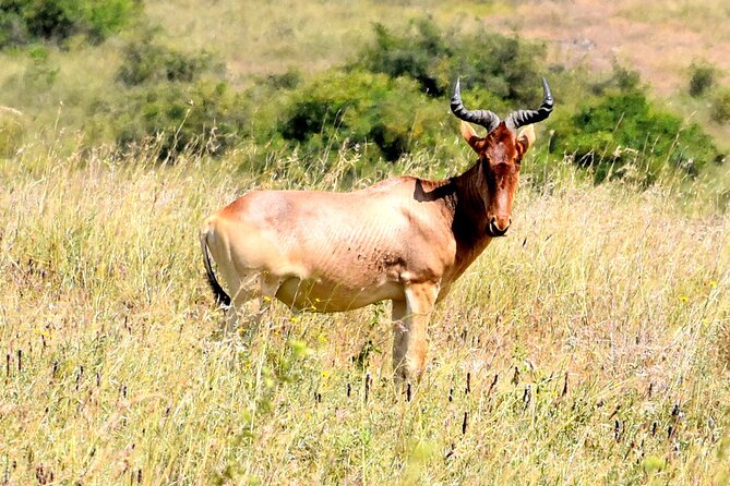 Half day Nairobi National Park Tour & Sheldrick Elephant Nursery - Who will get the most from this morning