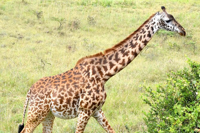 Half day Nairobi National Park Tour & Sheldrick Elephant Nursery - The 6:00 am start and private ride