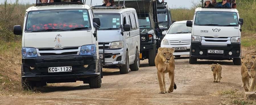 Half day Nairobi National Park with free pick up - Why Nairobi National Park is such an unusual safari setting