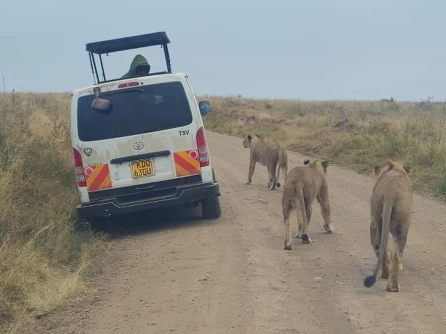 Half day Nairobi National Park with free pick up - Entering the park and paying the entry fee
