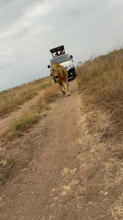 Half day Nairobi National Park with free pick up - What the game drive is really like