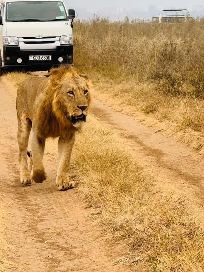 Half day Nairobi National Park with free pick up - Photographing wildlife with Nairobi behind you