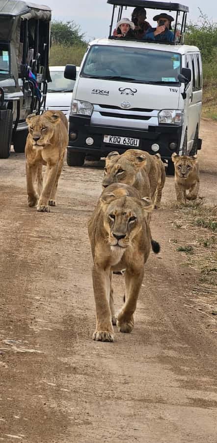 Half day Nairobi National Park with free pick up - Hotel pickup across Nairobi neighborhoods