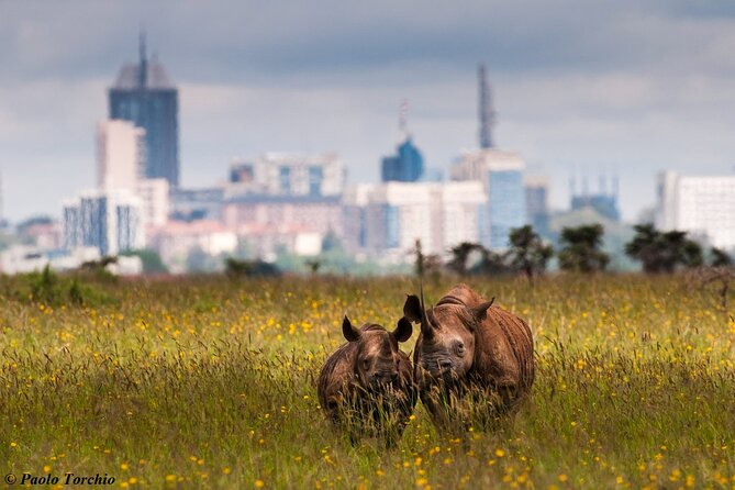 Half Day Nairobi National park - Small group, private vehicle, and what that means
