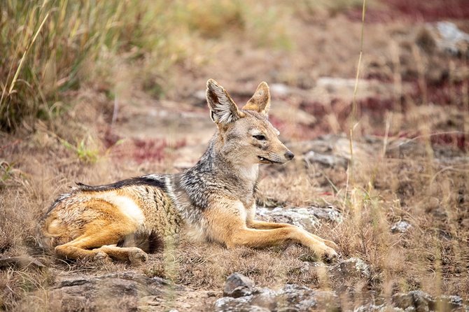 Half-Day Private Guided Safari Tour to Nairobi National Park - Who should book this safari