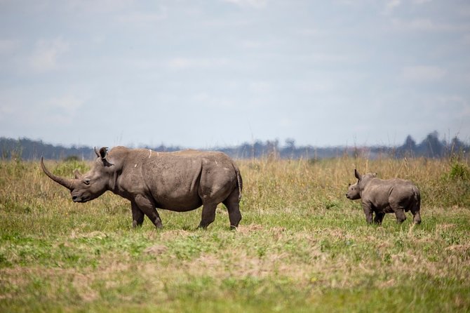 Half-Day Private Guided Safari Tour to Nairobi National Park - Inside the private 4WD Landcruiser