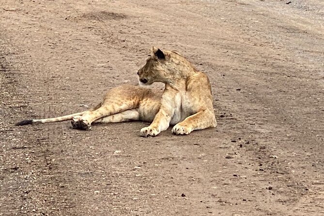 Half Day Private Tour in Nairobi National Park with Admission - Why Nairobi National Park makes a strong short safari