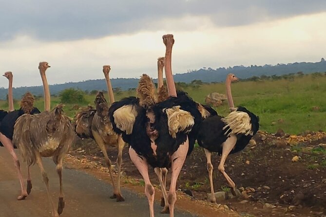Half Day Private Tour in Nairobi National Park with Admission - Dams, crocodiles, hippos, and birdlife