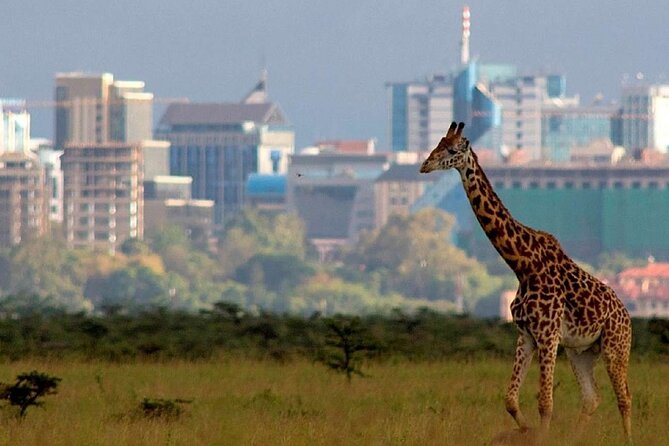 Half Day Private Tour in Nairobi National Park with Admission - Four to five hours among Nairobi’s animals