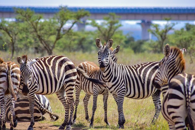 Half Day Safari at Nairobi National Park - Why Nairobi National Park works so well for a short safari