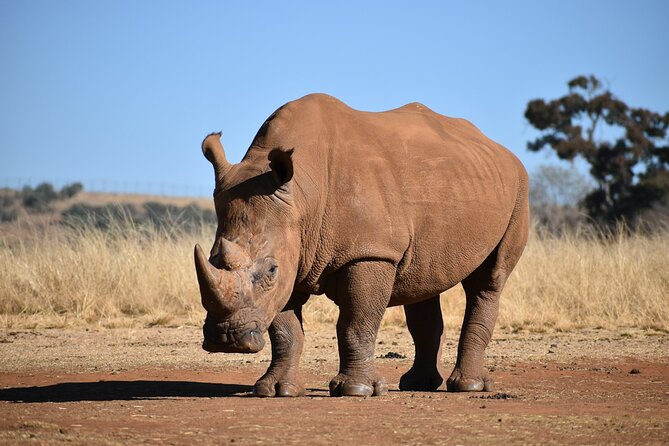 Half Day Safari at Nairobi National Park - What you ride in and what comes with you