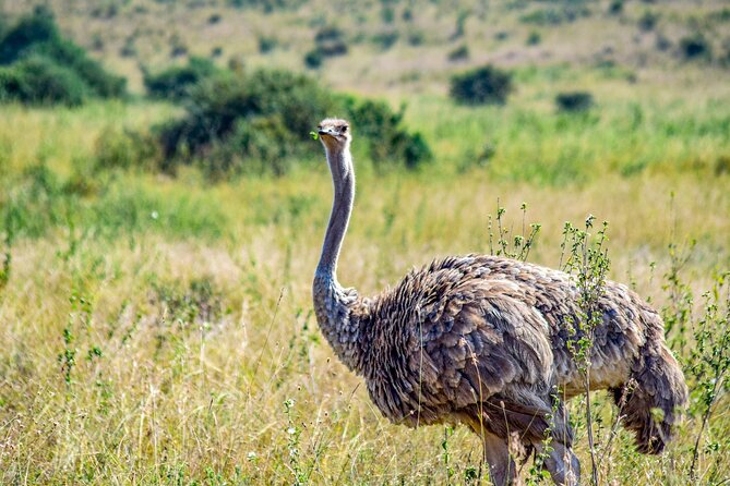 Half Day Safari at Nairobi National Park - What the $40 price really covers