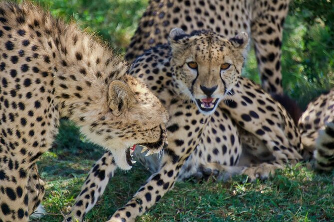 Half Day Safari at Nairobi National Park - Animals you may see on this drive