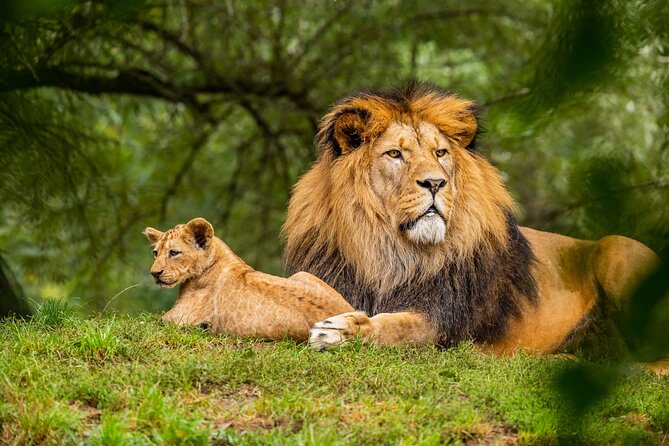Half Day Safari at Nairobi National Park - Open grassland, river edges, and acacia woodland