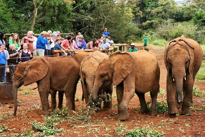 Half day tour to Elephant orphanage & Giraffe Centre Nairobi - Why these two Nairobi stops work so well together