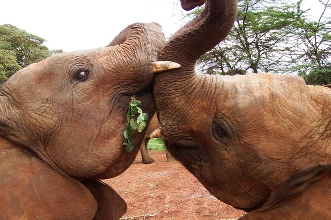 Half day tour to Elephant orphanage & Giraffe Centre Nairobi - Feeding giraffes at the Giraffe Centre