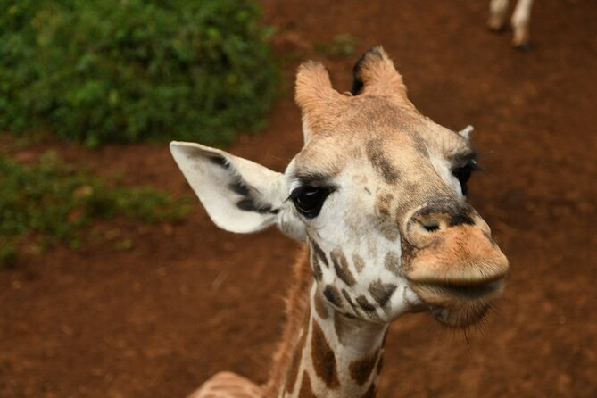 Half day tour to Elephant orphanage & Giraffe Centre Nairobi - Kobe Tough beads turns wildlife tourism toward local livelihoods