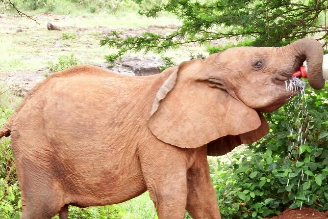 Half day tour to Elephant orphanage & Giraffe Centre Nairobi - Optional Karen Blixen Museum and Nairobi National Park