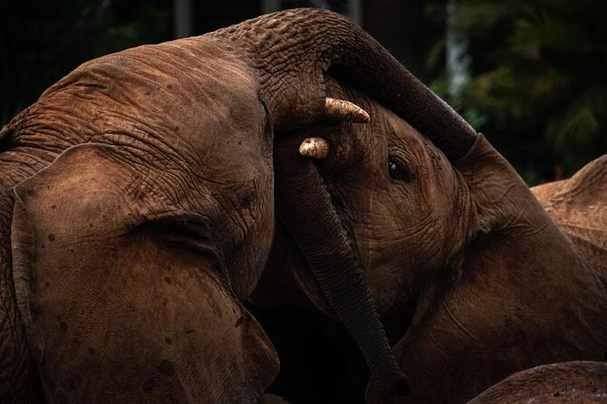 Half day tour to Elephant orphanage & Giraffe Centre Nairobi - Who should book this Nairobi wildlife outing?