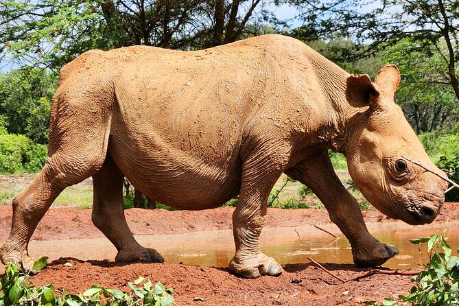 Half day tour to Elephant orphanage & Giraffe Centre Nairobi - At Sheldrick, the 11 a.m. elephant nursery presentation