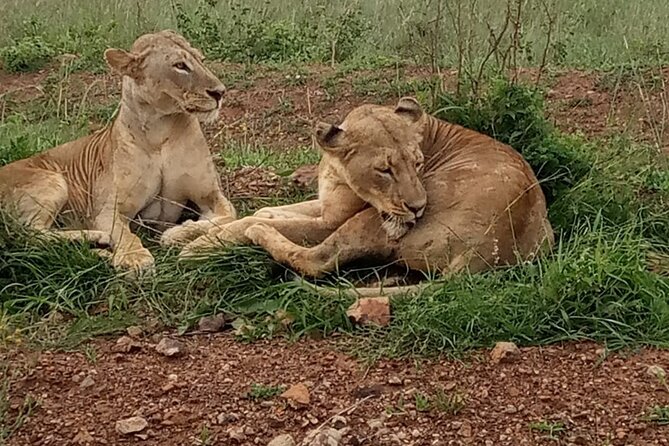 Half Day Tour To Nairobi National Park and Giraffe Center - Why this Nairobi half-day works so well