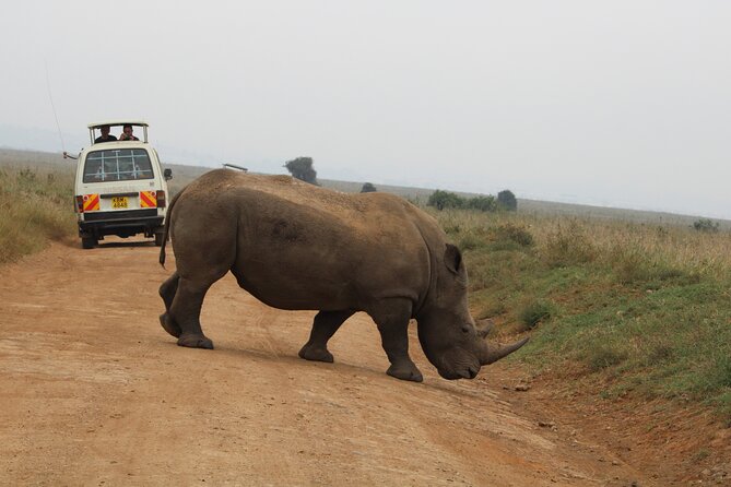 Half Day Tour To Nairobi National Park and Giraffe Center - How to make the most of the four hours