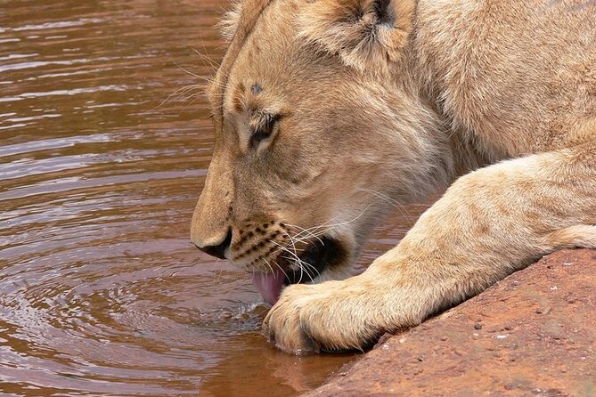 Half day wildlife tour to Nairobi National Park Game Drive with Pickup/Drop off - Nairobi National Park, wildlife at the city limits