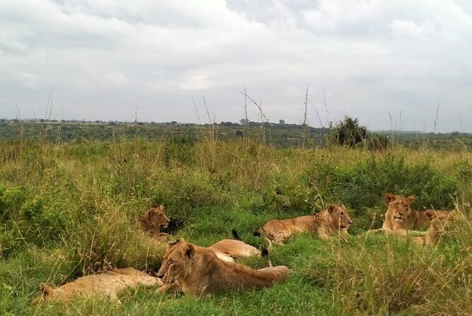 Half day wildlife tour to Nairobi National Park Game Drive with Pickup/Drop off - Searching for rhinos, lions and birds