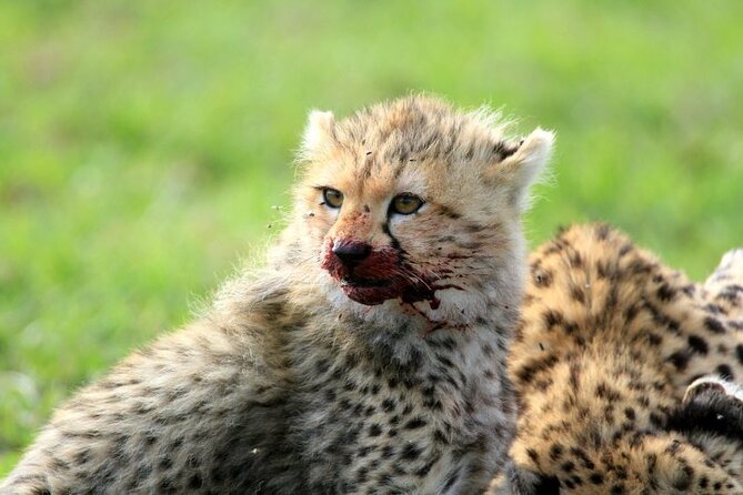 Half day wildlife tour to Nairobi National Park Game Drive with Pickup/Drop off - The Ivory Burning Site adds a serious lesson