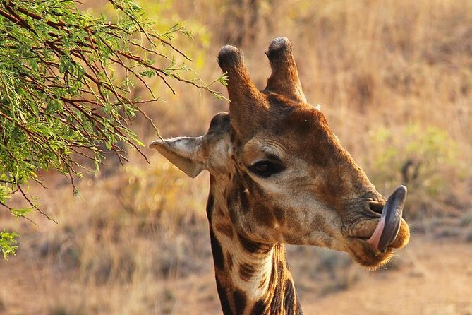 Half day wildlife tour to Nairobi National Park Game Drive with Pickup/Drop off - What the $45 price really covers
