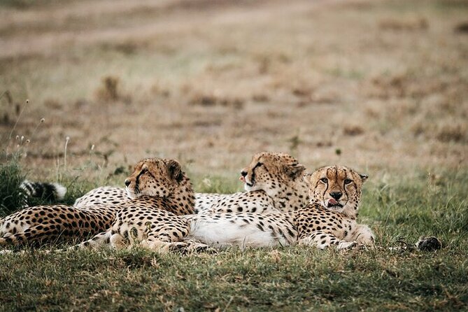 Half day wildlife tour to Nairobi National Park Game Drive with Pickup/Drop off - Water, snacks and comfort during the drive