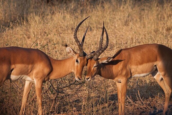 Half day wildlife tour to Nairobi National Park Game Drive with Pickup/Drop off - Group timing versus a private departure