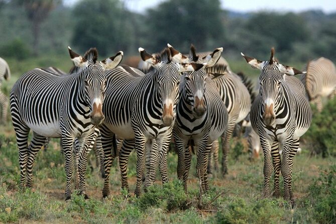 Half day wildlife tour to Nairobi National Park Game Drive with Pickup/Drop off - A four-hour drive with an early start