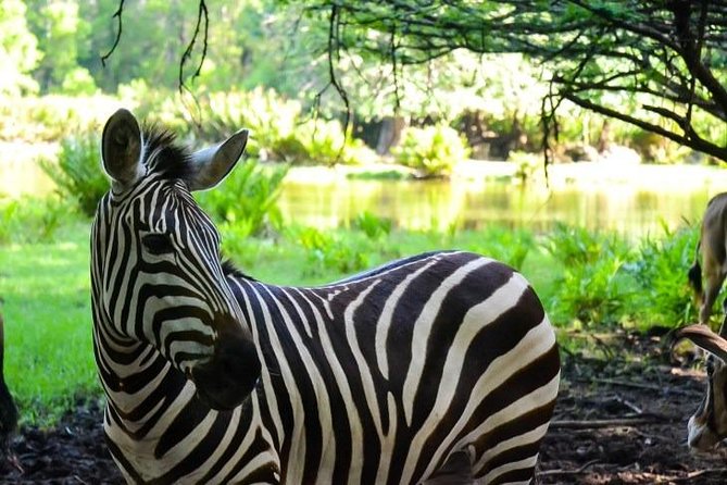 Haller Park Half-Day Tour from Mombasa - Meeting giraffes and exploring the animal areas