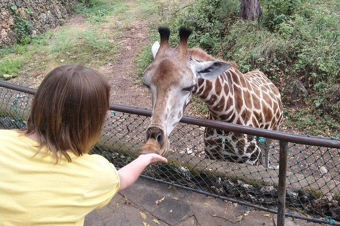 Haller Park Tour observing hippos, giraffes, birds, monkeys, crocs & others - From your Mombasa hotel to Haller Park