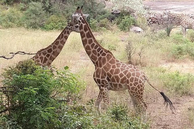 Haller Park Tour observing hippos, giraffes, birds, monkeys, crocs & others - Giraffes, hippos, and crocodiles up close