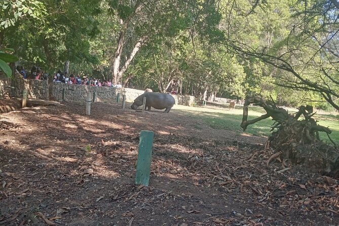 Haller Park Tour observing hippos, giraffes, birds, monkeys, crocs & others - The open animal areas and what you may see