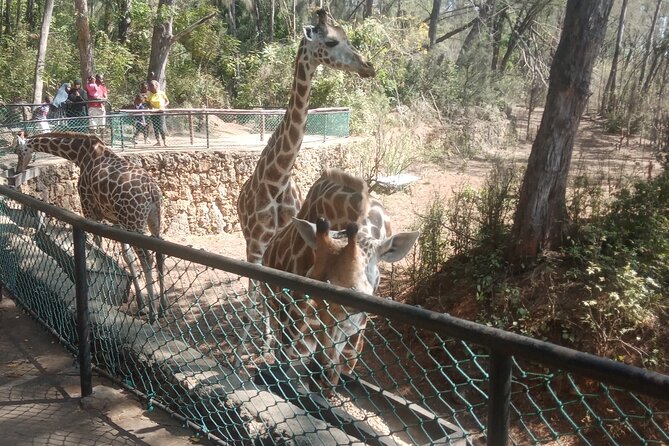 Haller Park Tour observing hippos, giraffes, birds, monkeys, crocs & others - A natural feel, with realistic expectations