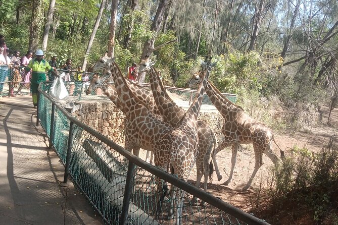 Haller Park Tour observing hippos, giraffes, birds, monkeys, crocs & others - What the four-hour timing means